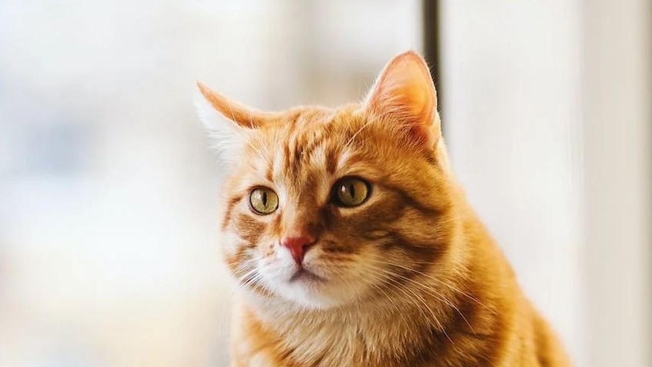 Semua ini adalah langkah-langkah untuk memastikan kucing kesayangan bisa kembali dengan selamat.