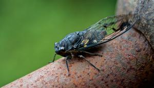 COVID-19 Cicada Tidak Disebarkan Serangga Tonggeret, Pakar: Hanya Karakternya yang Mirip. Foto: wirestock/Freepik.