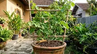 5 Trik Merawat Anggur dalam Pot agar Bunga Tak Rontok dan Berbuah Lebat