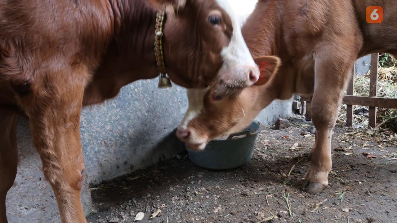 Ilustrasi sapi ternak (Hermawan Arifinato/Liputan6.com)