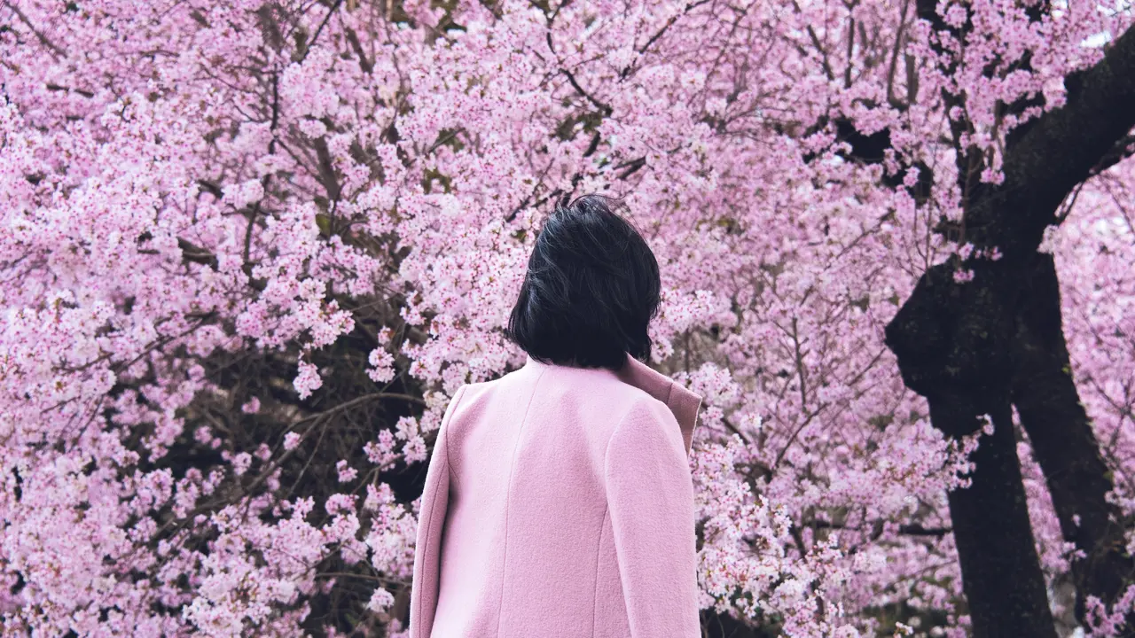 Ilustrasi Sakura