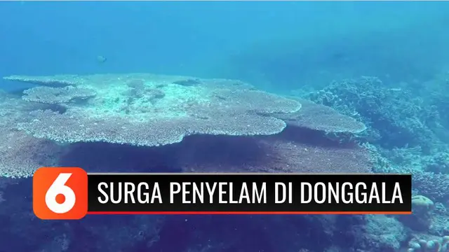 Apakah kamu hobi snorkeling atau menyelam? Pantai Tanjung Karang di Kabupaten Donggala, Sulawesi Tengah, bisa menjadi salah satu rekomendasi tempat menyelam yang seru bagi pemula maupun yang sudah ahli.