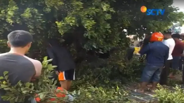 Pohon Tumbang Timpa 4 Siswa SD di Gorontalo, 2 Tewas