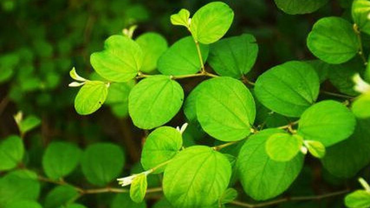 Mengungkap 10 Manfaat Daun Bidara untuk Kesehatan, Efektif Turunkan Kolesterol dan Gula Darah
