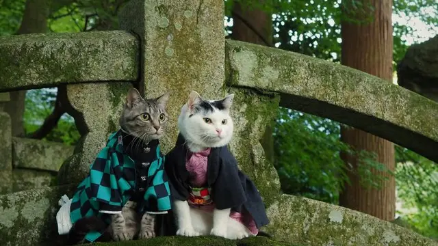 kucing cosplay