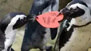 Penguin Afrika merebutkan sarang berbentuk hati yang dibagikan oleh ahli biologi akuarium Piper Dwight di Akademi Ilmu Pengetahuan California, San Francisco, Selasa (12/2). Kado itu sebagai bentuk perayaan hari Valentine atau kasih sayang.  (AP/Jeff Chiu)