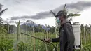 Seorang pria menyemprotkan insektisida ke tanamannya saat Gunung Merapi terlihat meletus di latar belakangnya, di Sleman (27/1/2021). Warga mengungsi setelah Gunung Merapi mengeluarkan rangkaian awan panas. (AP Photo/Slamet Riyadi)