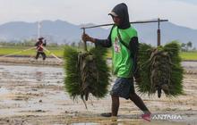 Strategi Swasembada Beras Berkelanjutan: Indonesia Hindari Jebakan Impor pada 2026