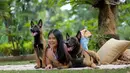 Tidak hanya akrab dengan kedua golden retrievernya, Resyana Hikmayudi juga terlihat akrab dengan 2 anjing Bimo Aryo. Resyana juga dekat dengan anjing berjenis malinois belgian yang terkenal dengan keganasannya. (Liputan6.com/IG/@resyanahikmayudi)