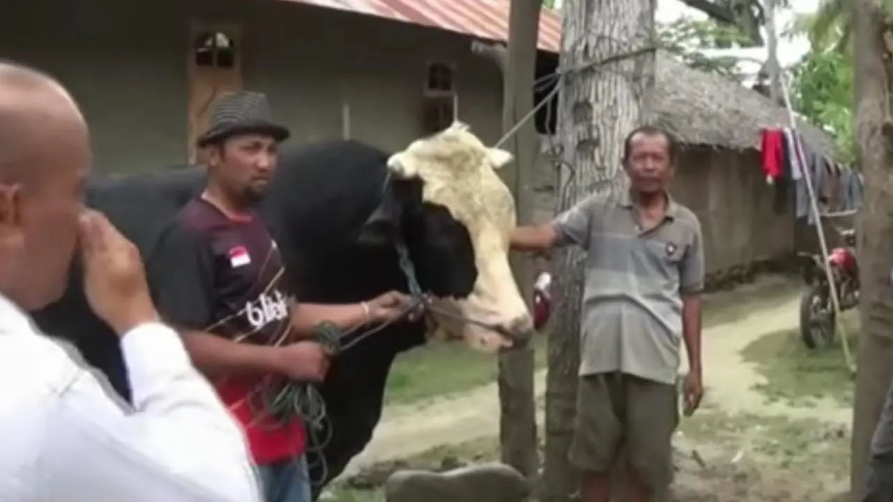 Sapi Kurban
