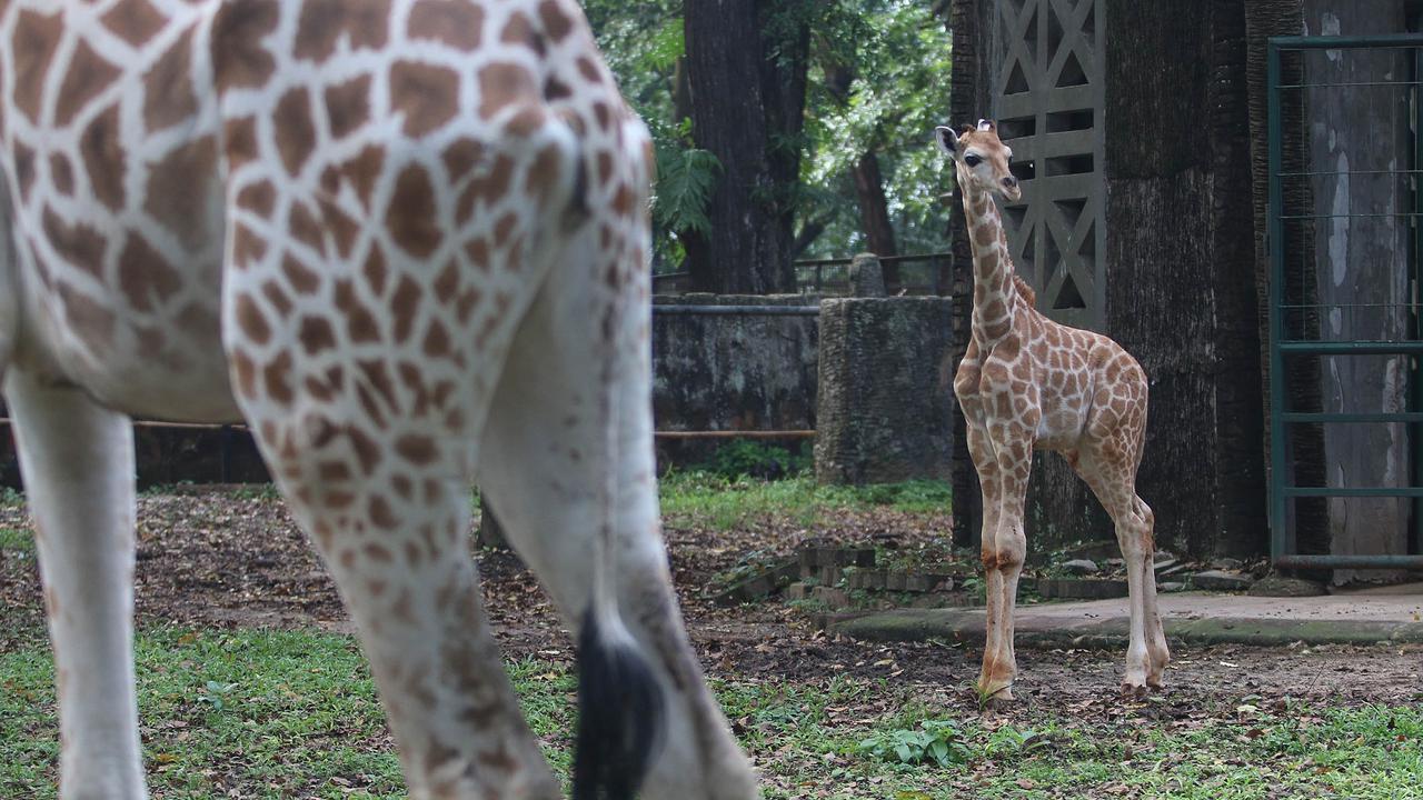 FOTO: Lucunya Anak Jerapah Lahir di Taman Margasatwa Ragunan, Diberi Nama Rajaka