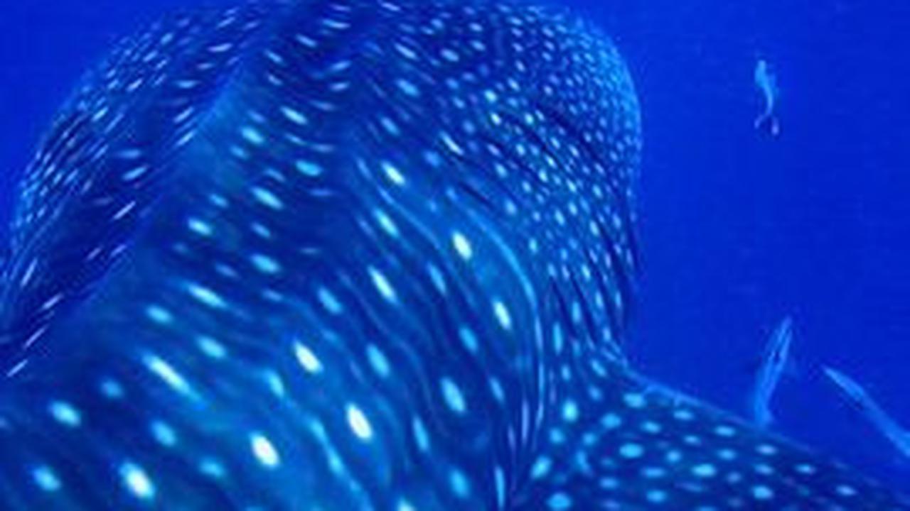 Karakteristik Hiu Tutul Unik dan Menarik, Jadi Ikan Terbesar di Dunia