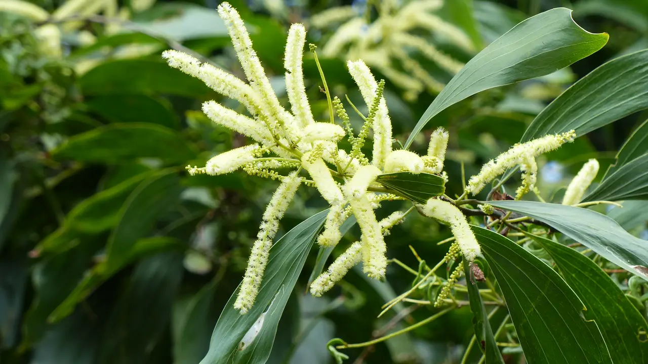 Aroma sperma