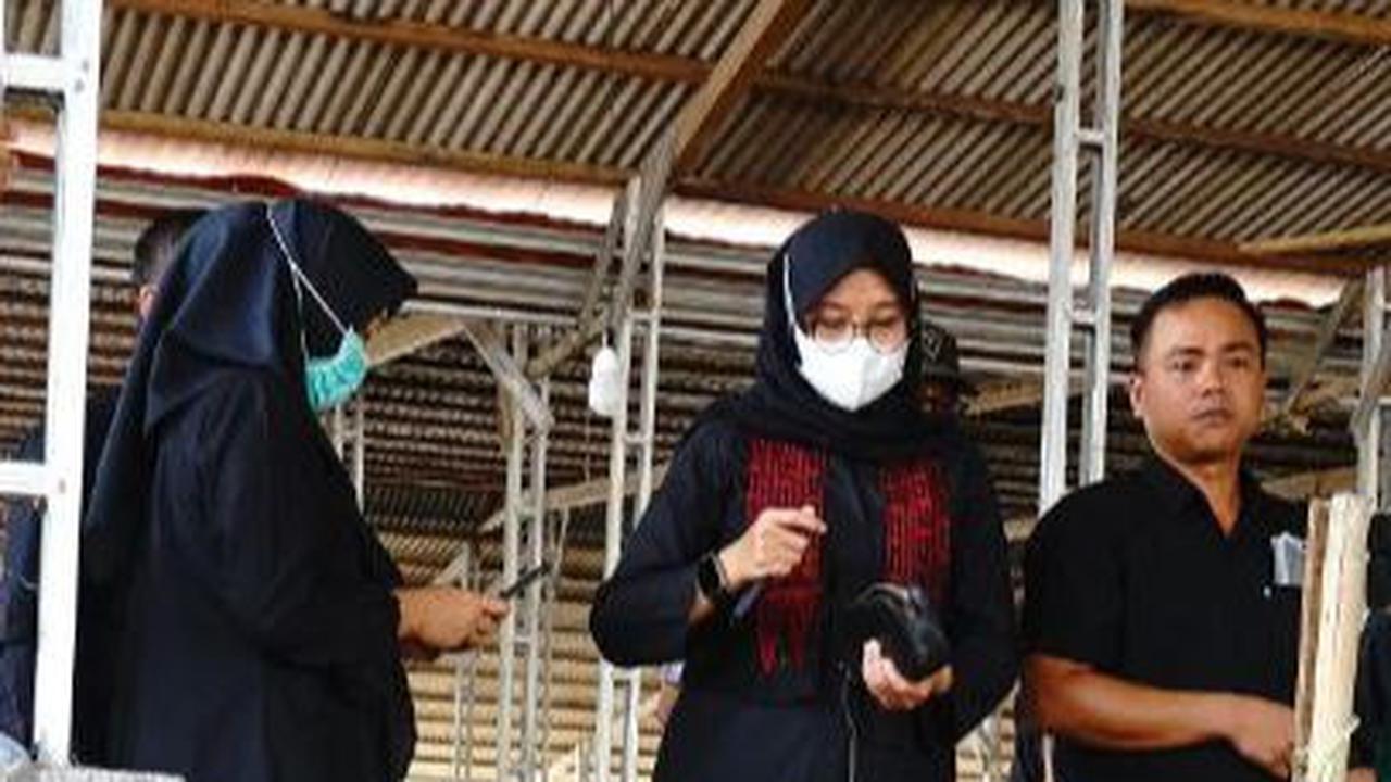 Melihat Kampung Bebek di Banyuwangi: Mampu Produksi 2.000 Ekor per Hari