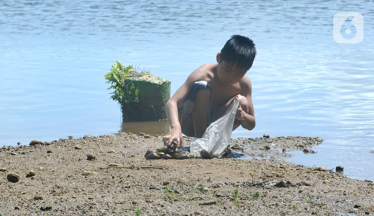 Seorang anak mengumpulkan kerang atau kijing di kawasan Situ Rawa Gede, Sirnajaya, Bogor, Jumat (6/1/2023).  Dalam sehari mereka rata-rata mendapatkan empat hingga lima kilogram (kg) seharga Rp 20 ribu. (merdeka.com/ Arie Basuki)