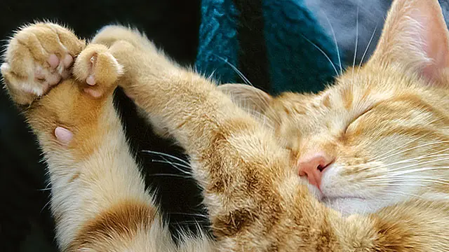 Jari Kaki Kucing