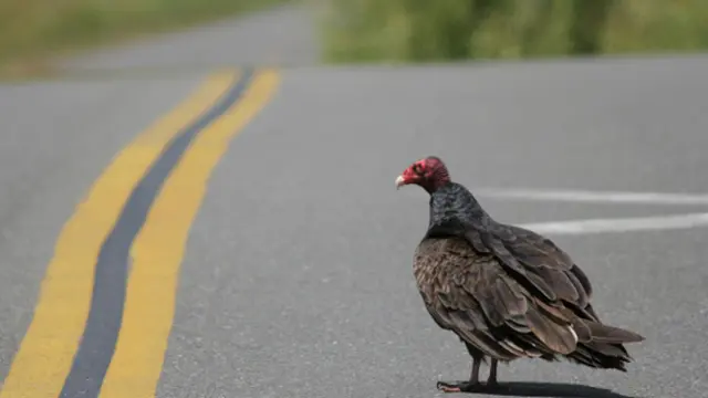 Foto : copyright listverse.com