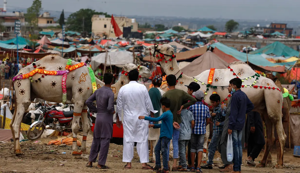 Orang-orang melihat unta-unta yang dihias di sebuah pasar ternak untuk Idul Adha di Islamabad, Pakistan, Minggu (26/7/2020). Para pedagang menghias unta agar hewan kurban yang dijualnya dilirik pembeli. (AP Photo/Anjum Naveed)