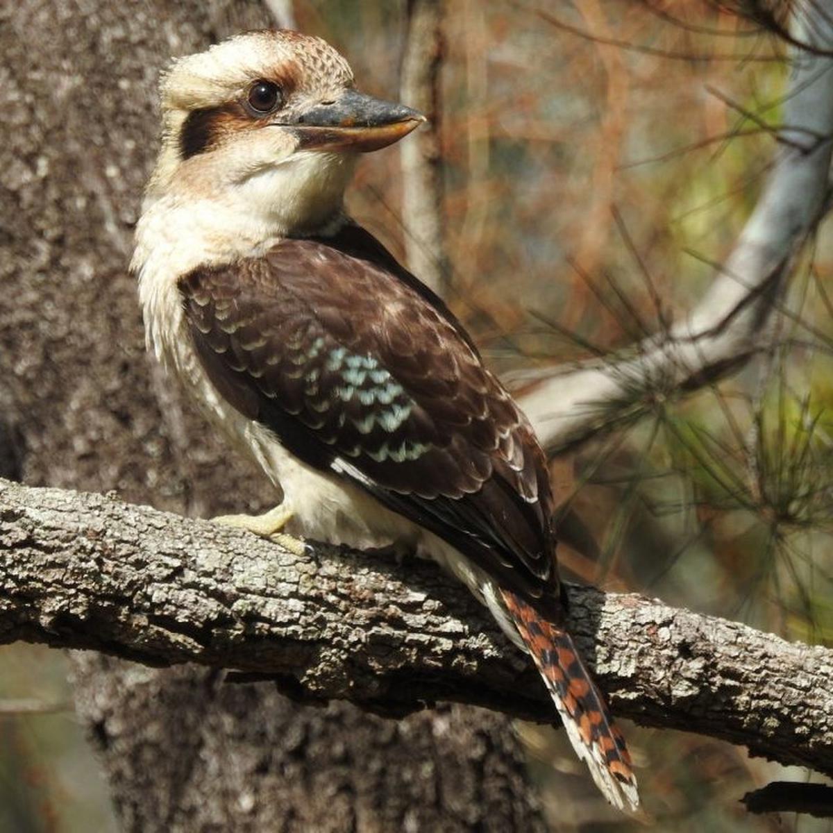 Kookabura