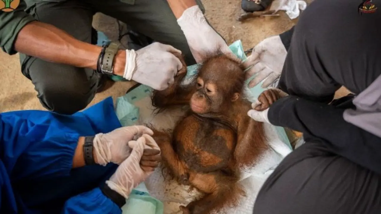 Bayi Orangutan