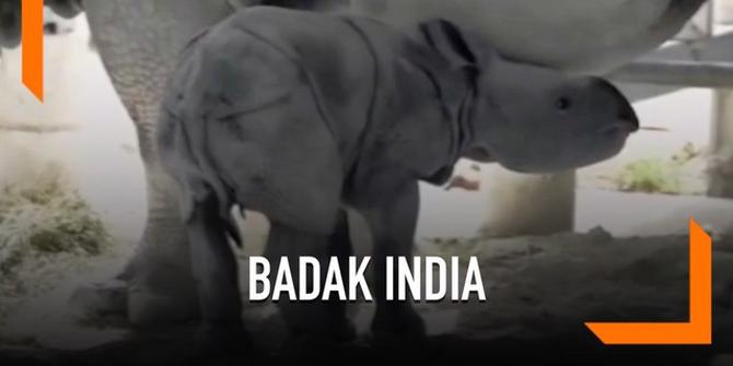 VIDEO: Inilah Badak India Pertama dari Inseminasi Buatan