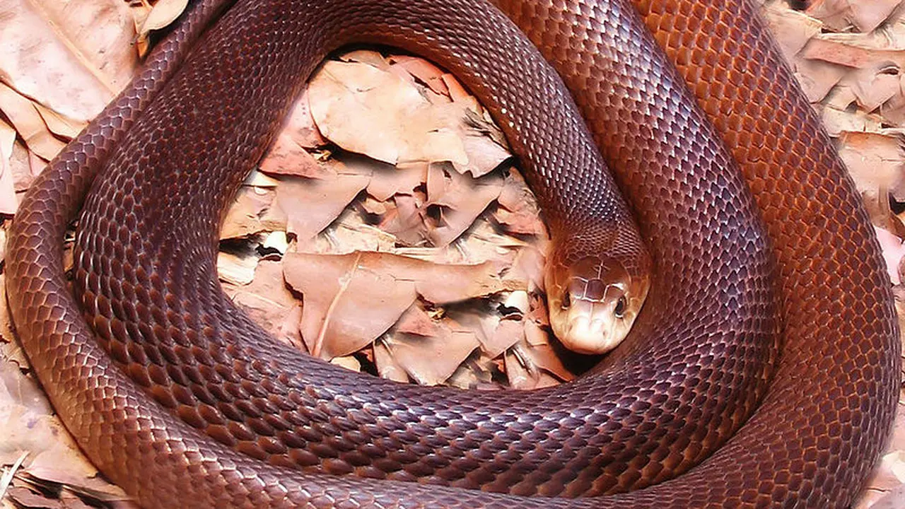 Ular Taipan