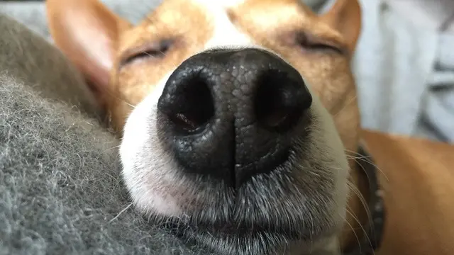 Ketahui 6 Fakta Tak Terduga dari Seekor Anjing