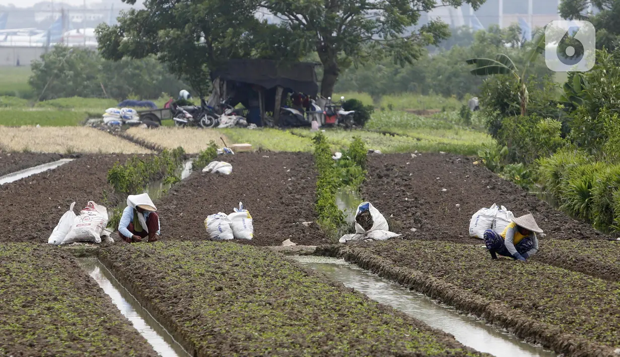 Petani memanen sayuran di Tangerang, Banten, Kamis (8/7/2021). Program Kredit Usaha Rakyat (KUR) sektor pertanian dirasakan manfaatnya oleh petani. (Liputan6.con/Angga Yuniar)