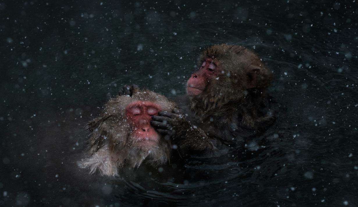 Lihat Aksi Lucu Monyet Salju Jepang Mandi Air Panas Foto