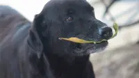 Pintarnya Anjing Ini, Beli Makanannya Sendiri ke Warung Pakai Daun