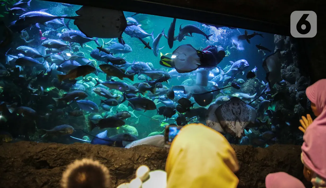 Pengunjung menyaksikan Sinterklas bersama para kurcaci memberi makan ikan di Sharkquarium arena Sea World Ancol, Jakarta, Rabu  (25/12/2019). Sea World Ancol menampilkan atraksi penyelam Scuba Santa pada perayaan Natal 2019. (Liputan6.com/Faizal Fanani)