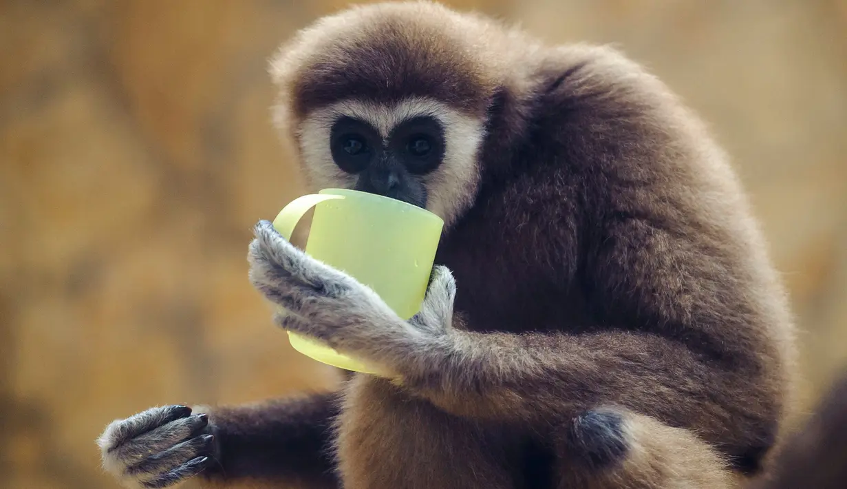 Seekor siamang meminum teh hangat di kebun binatang Debrecen, Budapest, Hungaria, Rabu (25/1). Pihak pengelola kebun binatang memberikan minuman hangat kepada para hewan untuk menghangatkan tubuh saat udara dingin. (Zsolt Czegledi/MTI via AP)