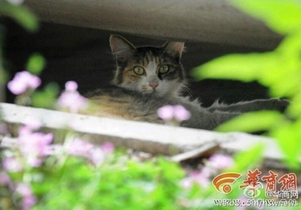 Induk kucing mengamankan anaknya di tepi jalan | Photo: Copyright stomp.com.sg