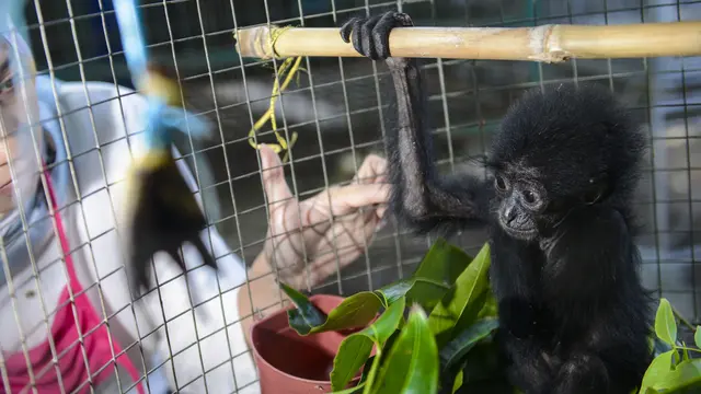 Bayi Siamang Hitam