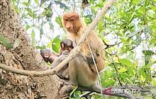 Kelahiran Bayi Bekantan Kembar di Pulau Curiak, Harapan Baru Konservasi Primata Langka
