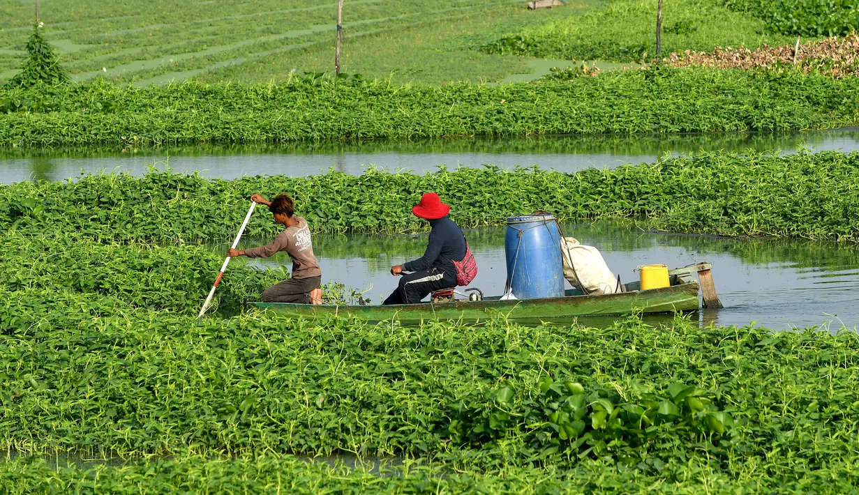 <p>Para petani memanen mimosa air dari perahu di sebuah perkebunan di Phnom Penh, Kamboja, 28 April 2022. Mimosa air adalah hidangan sayuran yang populer di Kamboja. (TANG CHHIN Sothy/AFP)</p>