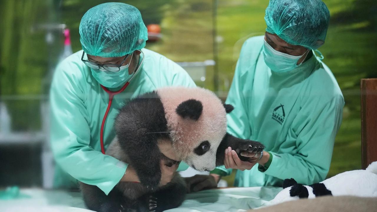 FOTO: Bayi Panda Rio Tumbuh Aktif  Menjelang Diperkenalkan ke Publik