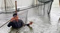 Berkah Keberadaan Hutan Mangrove, Masyarakat Deli Serdang di Sumut Bisa Budi Daya Kepiting yang Diekspor hingga Singapura. (Dok: Liputan6.com/dyah)