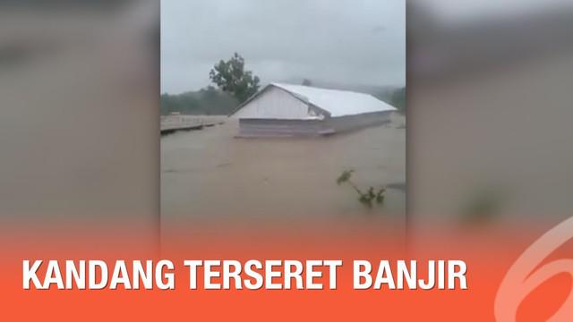 Ribuan ayam ikut menjadi korban banjir yang melanda Kabupaten Maros, Sulawesi Selatan. Ayam beserta kandangnya hanyut terseret arus banjir.