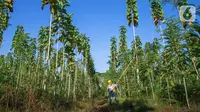 Petani merawat tanaman di lahan reklamasi kawasan PT Semen Indonesia (Persero) Tbk (SIG) Pabrik Tuban, Jawa Timur, Rabu (29/09/2021). SIG Pabrik Tuban meraih Penghargaan Subroto 2021 ”Bidang Inovasi Aspek Teknik dan Lingkungan untuk Kaidah Penambangan yang Baik” (Liputan6.com/HO/SIG)