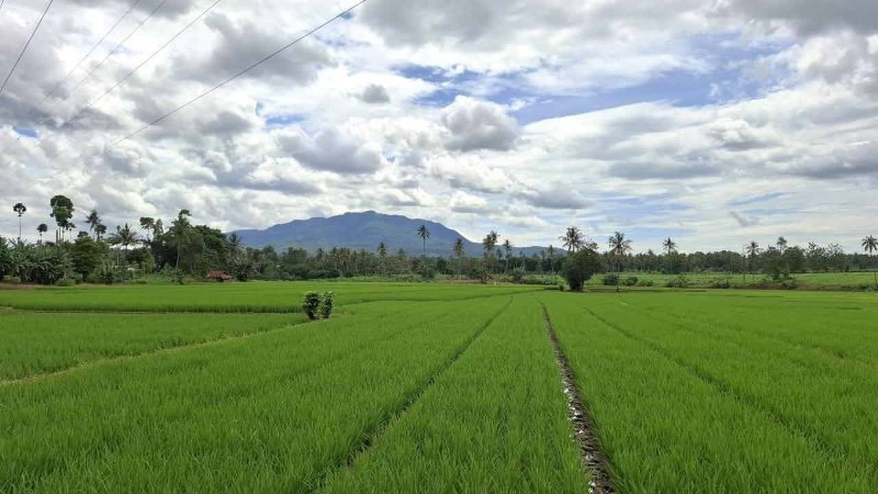 Kabar Gembira! Nilai Tukar Petani Lampung Naik 1,25 Persen di November 2025