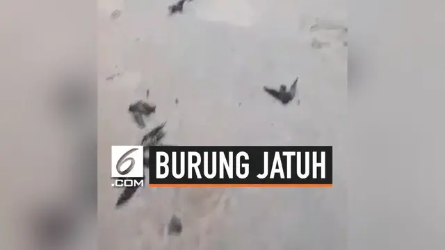 VIDEO: Akibat Kabut Asap, Beberapa Burung Jatuh dari Langit