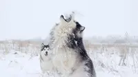 10 Most Talkative Dog Breeds That Will Ruin Your Peace and Quiet