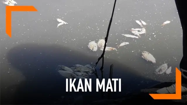 Penyebab matinya ribuan ikan di Pantai Trisik, Kulonprogo mulai diketahui. Limbah amoniak dari tambak udang di dekat kolam ikan diduga meracuni ikan-ikan itu.