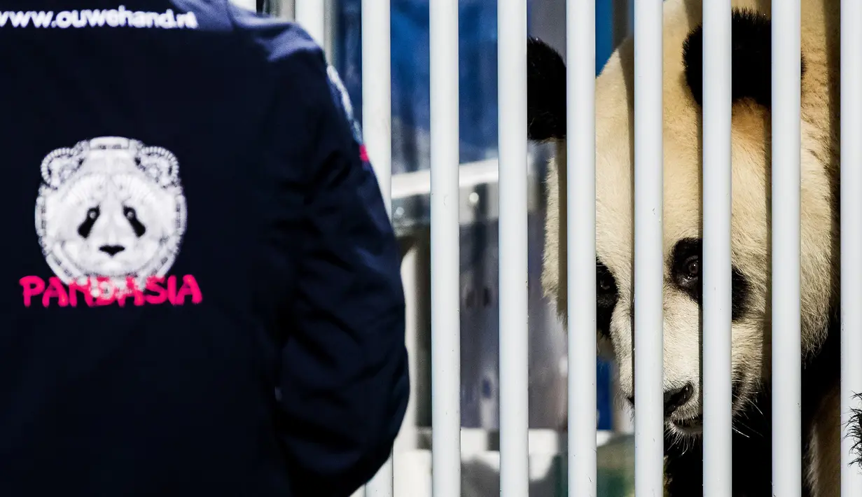 Salah satu dari dua panda raksasa dalam kandang kaca tembus pandang di bandara Schiphol, Belanda, Rabu (12/4). Pihak pengelola kebun raya telah membangun kandang khusus untuk dua panda dengan biaya sekitar Rp 99 miliar. (Aurore BELOT/AFP)