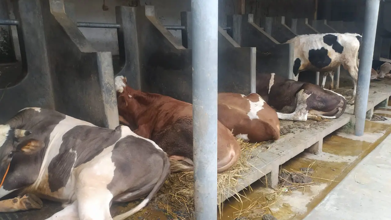 Nampak sejumlah sapi lokal tengah berada di salah satu kandang Garut, Jawa Barat.