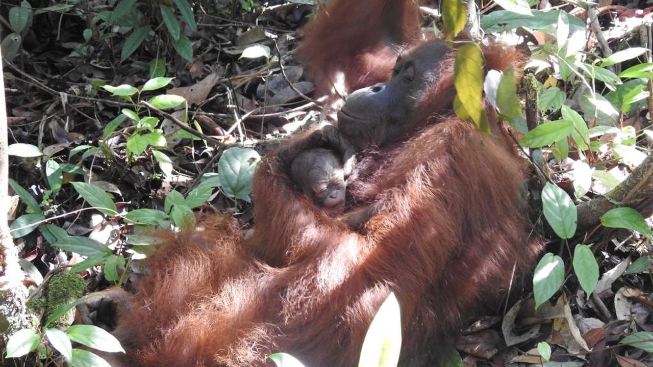 Lucunya Bayi Orangutan Kalimantan Pertama Tahun Ini di Suaka Margasatwa Lamandau