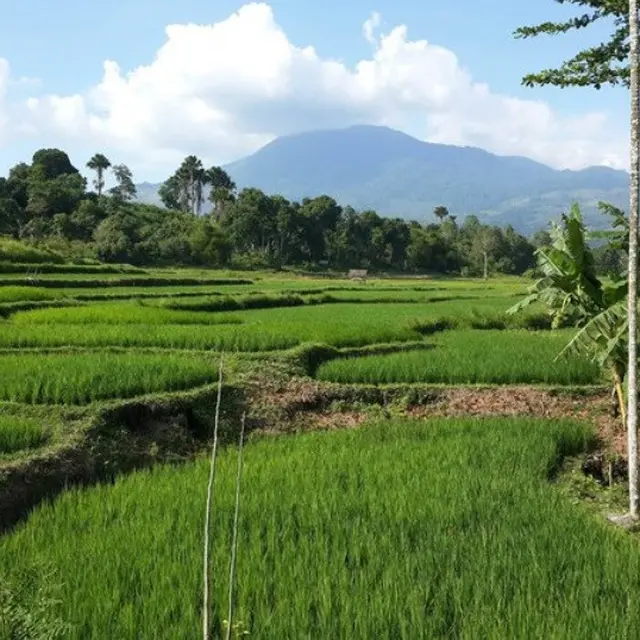 benda di kampung