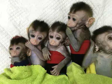 Foto yang dirilis 24 Januari 2019, lima monyet yang dikloning di sebuah lembaga penelitian di Shanghai. Ilmuwan Cina menciptakan monyet kloning, yang gennya telah diedit untuk membawa penyakit. (HO/CHINESE ACADEMY OF SCIENCES INST/AFP)