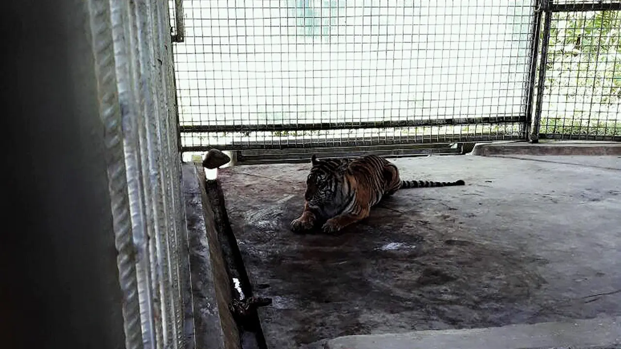 Harimau Bonita
